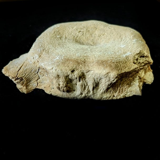 Vertebra De Basilosaurio 4 X 5 Cm – F-VB2