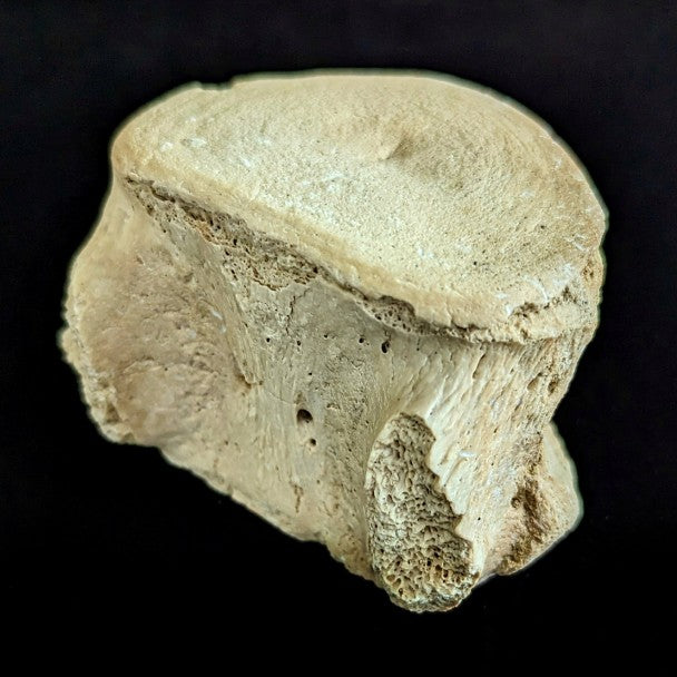Vertebra De Basilosaurio 6 X 4 Cm