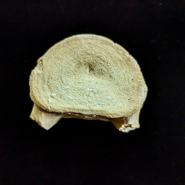 Vertebra De Basilosaurio 6 X 4 Cm – F-VB1